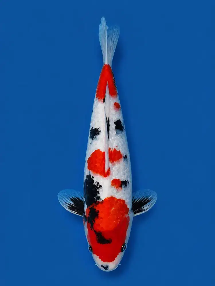 Koi Showa Ginrin 37cm