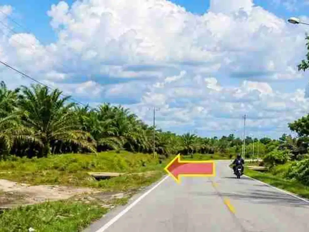Lelang Tanah Sawit 2085ha di Sentaban Sambas Kalimantan Barat