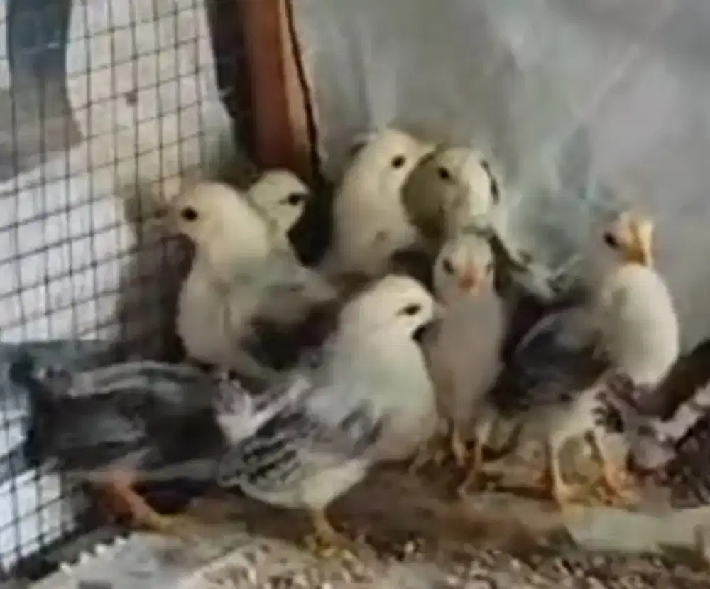 Anak Ayam kate lokasi godean
