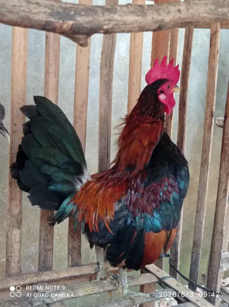 Ayam Kate Jantan