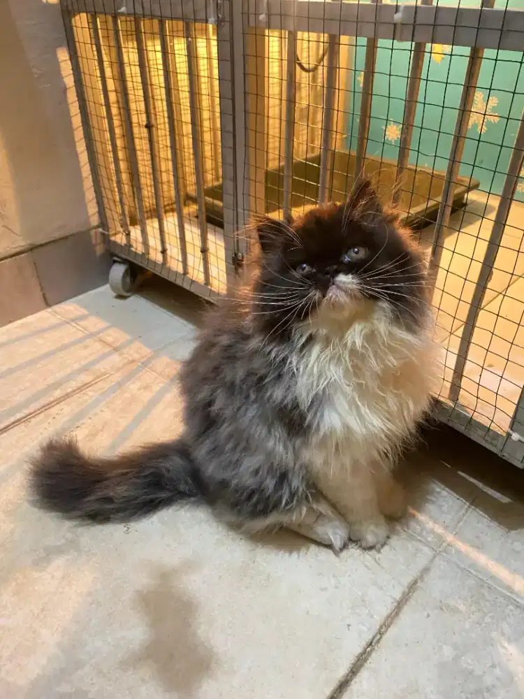 Kucing Ragdoll x Norwegian