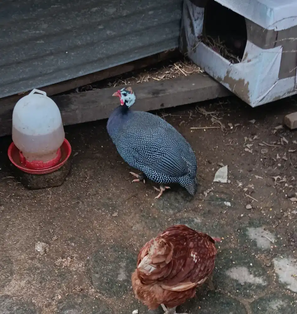 Ayam mutiara betina dewasa