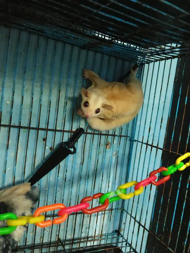 Sugar glider sepasang