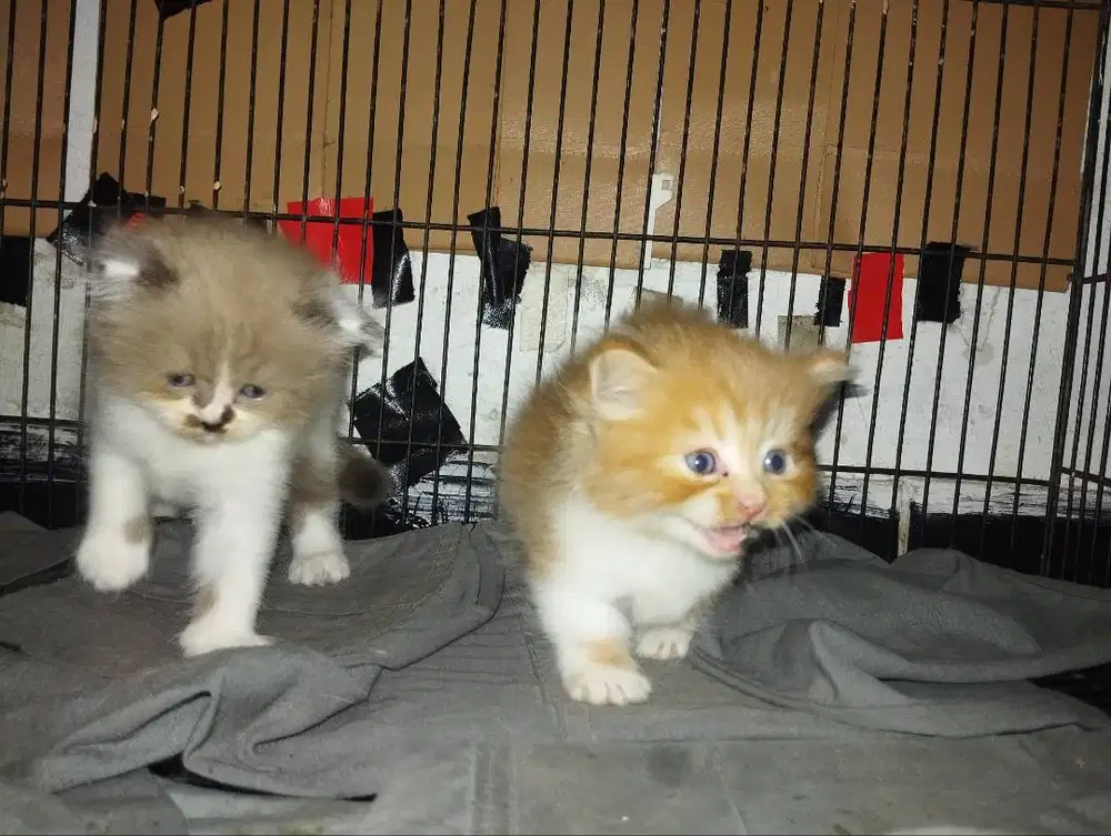 La kitten jantan usia 1 bulan