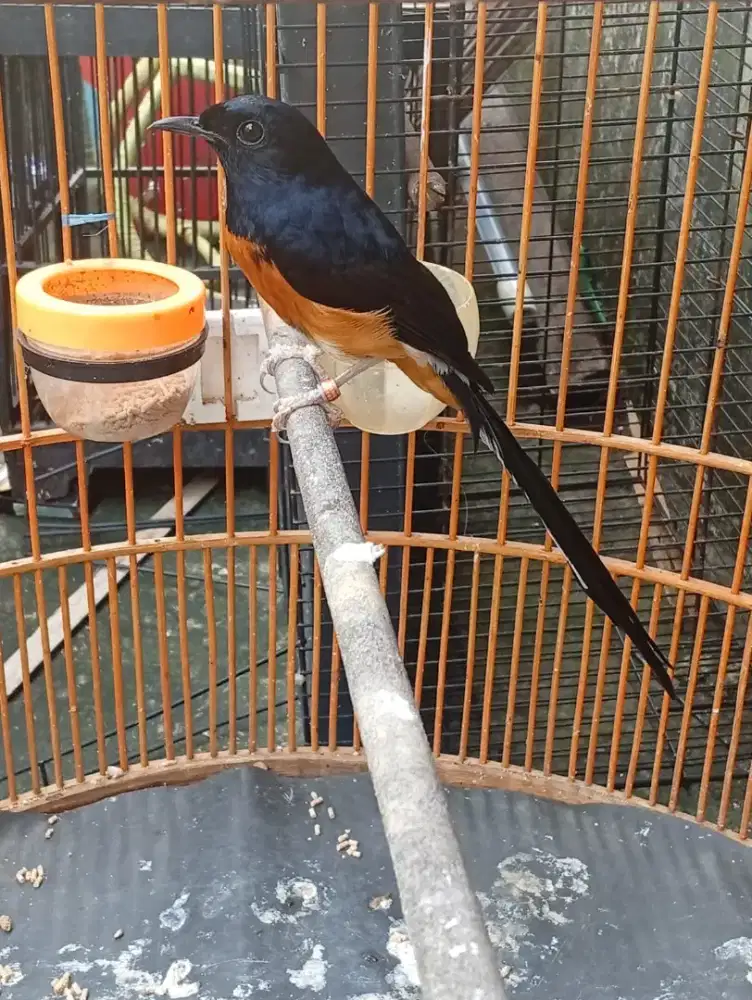 Murai Mapan Gacor Materi Kasar2