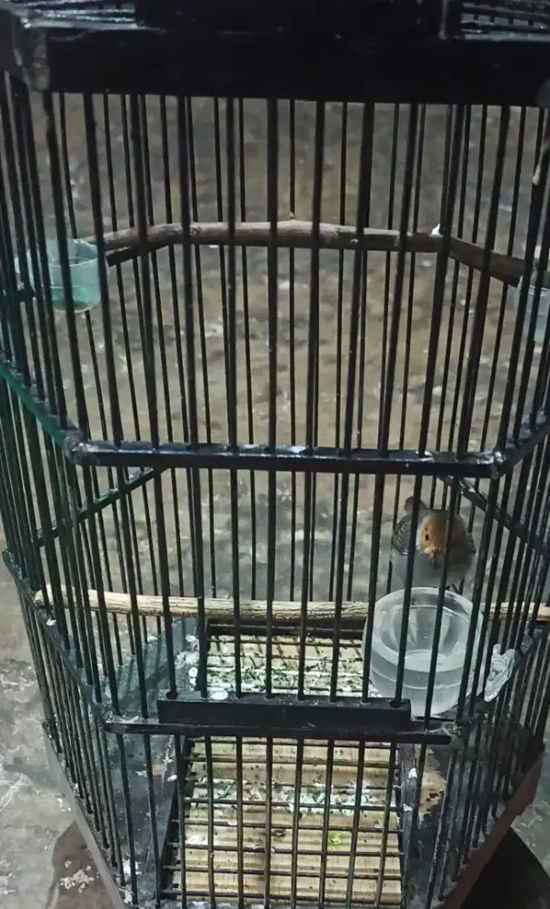 Prenjak Klawu sumatra jantan fullset