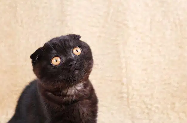 Kucing scottish triple fold black choco