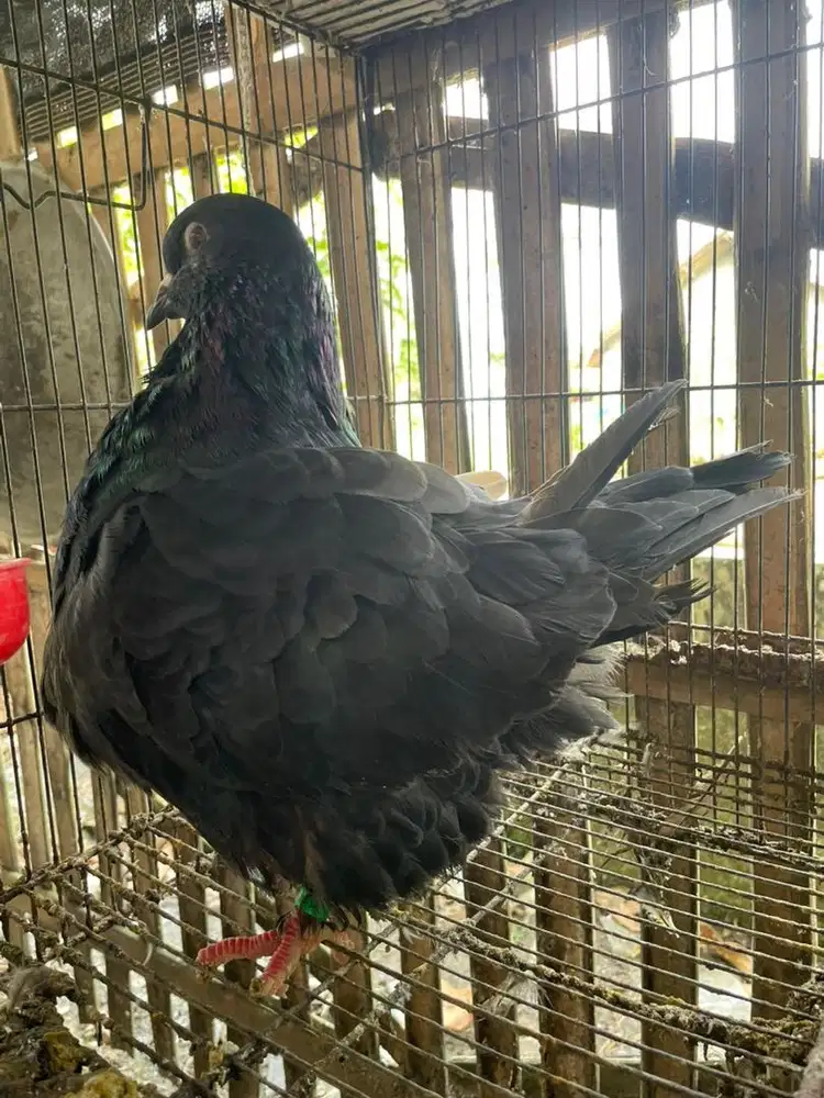 Burung merpati hias mondain betina