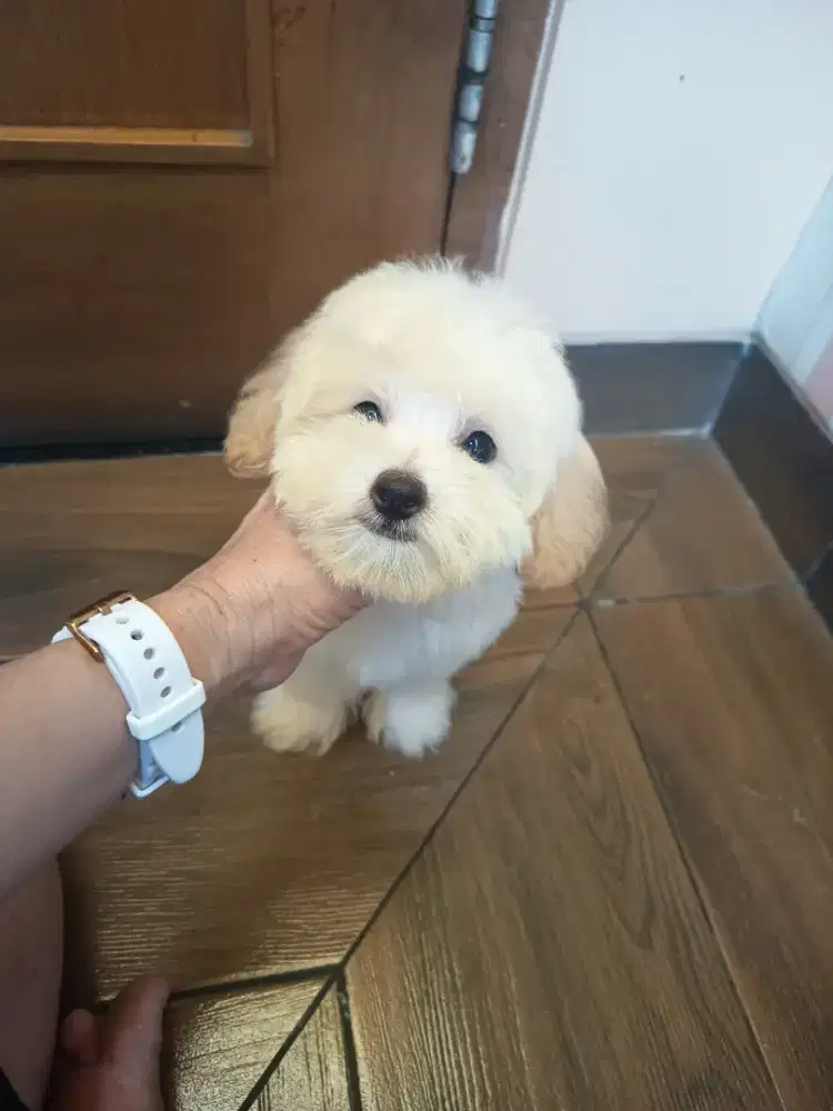 apricot poodle male