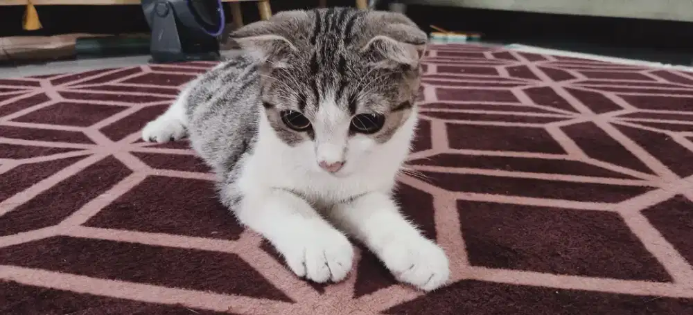 Lepas Adopt Scottish Fold