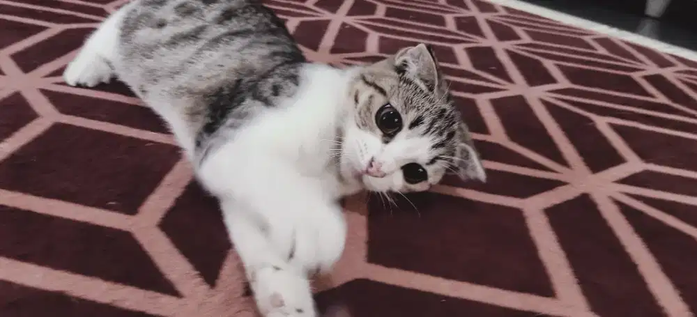 Lepas Adopt Scottish Fold