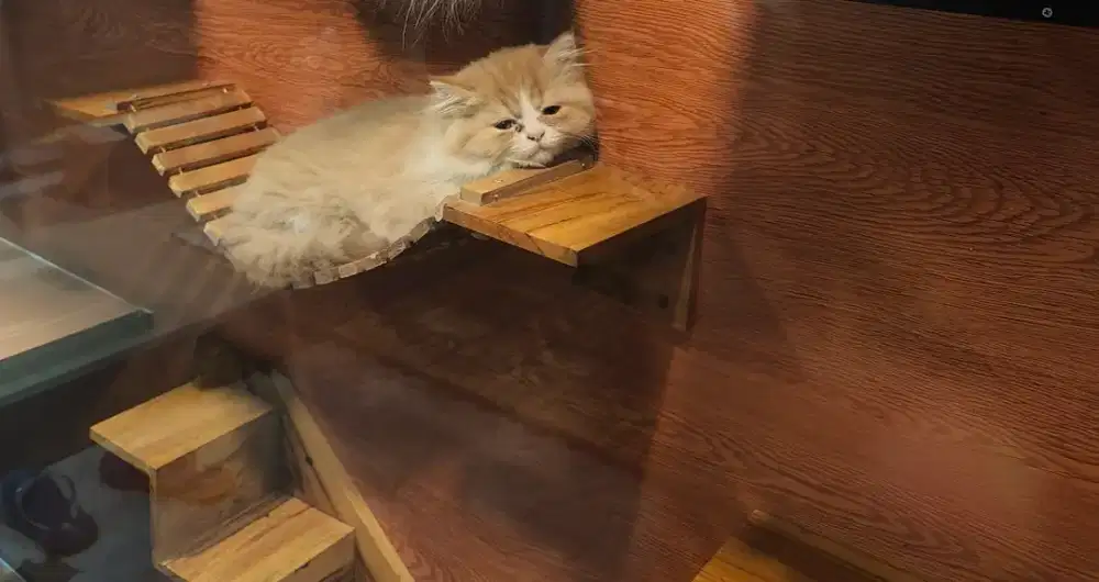 Kucing persia long hair 3 bulan