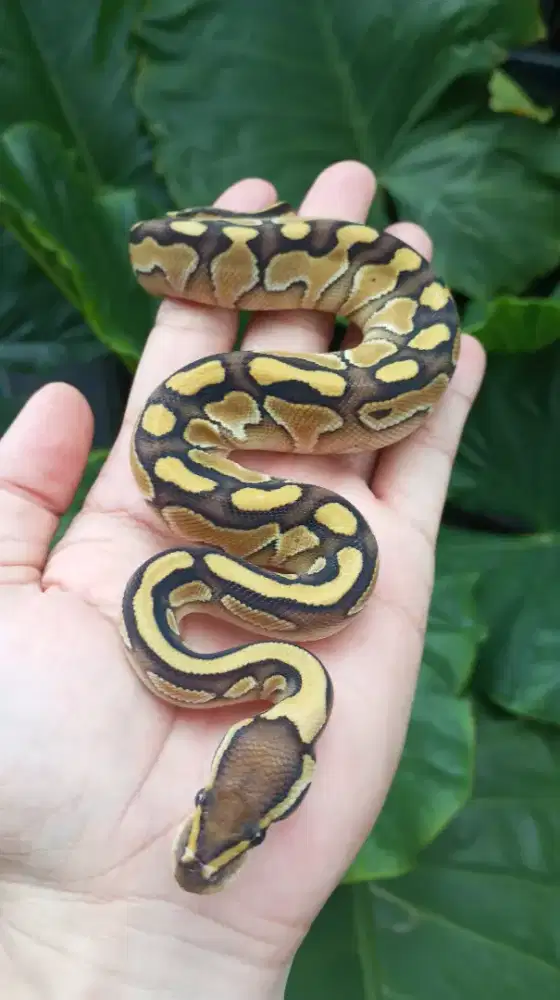 BP Lesser Fire Jantan