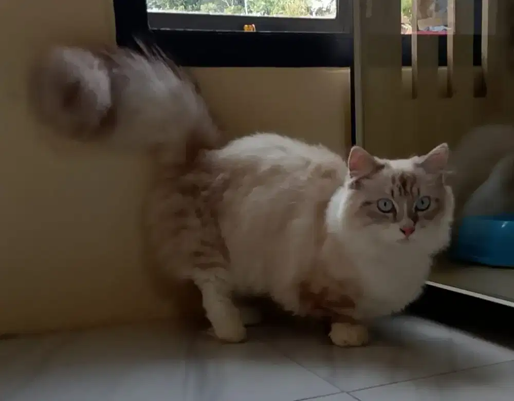 KUCING MUNCHKIN RAGDOLL