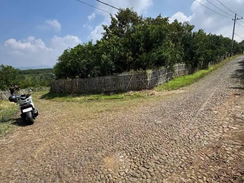 Kebun Duren Kota Batu Pingir Jalan Utama Bukit jengkoang