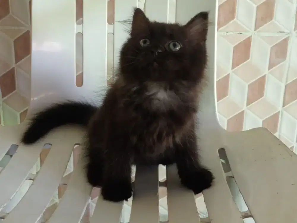 Persia kitten black