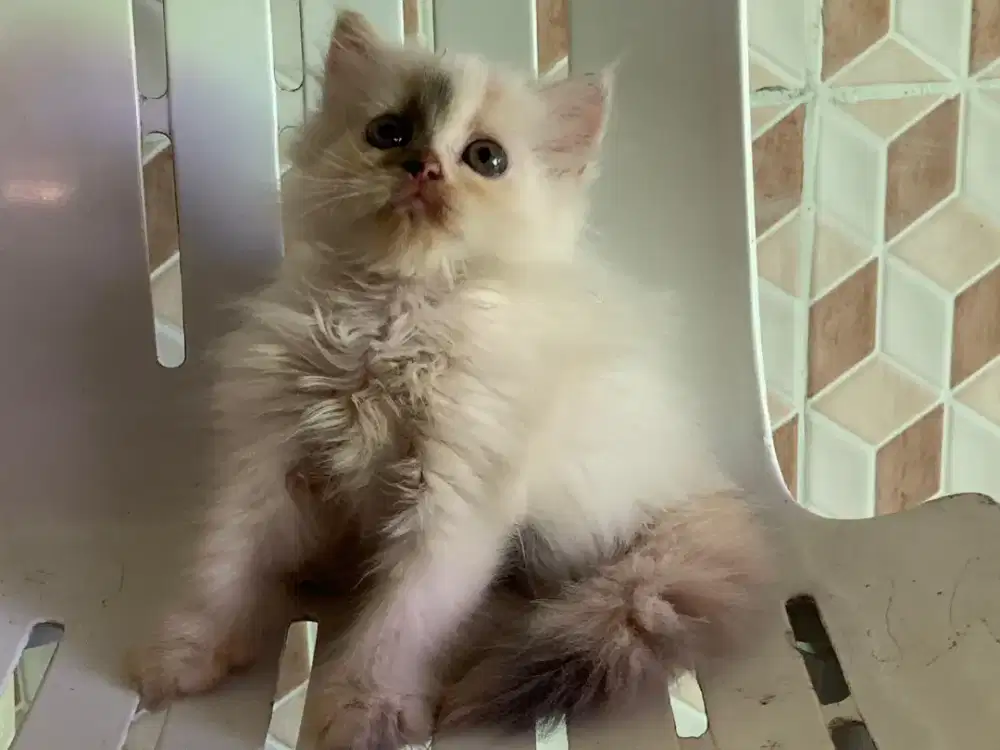 Persia kitten calico dilute