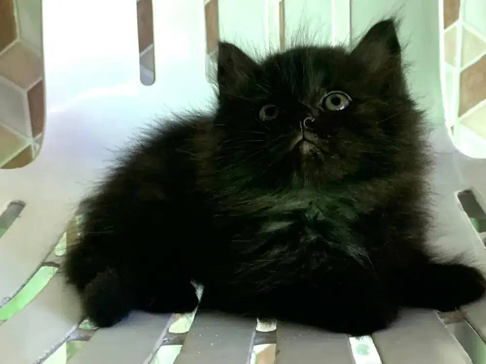 Persia kitten black smoke