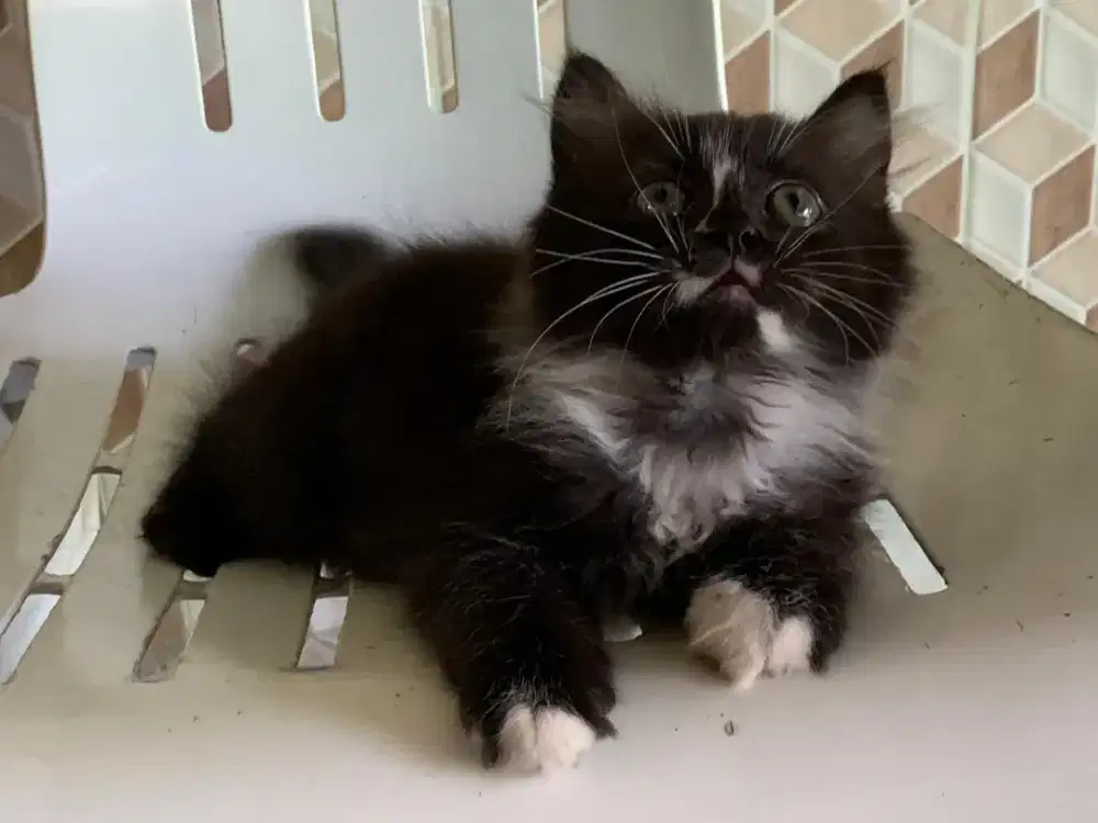 Persia kitten black tuxedo