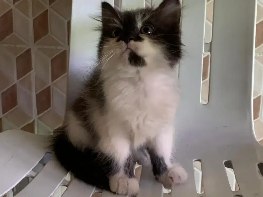 Persia kitten black n white