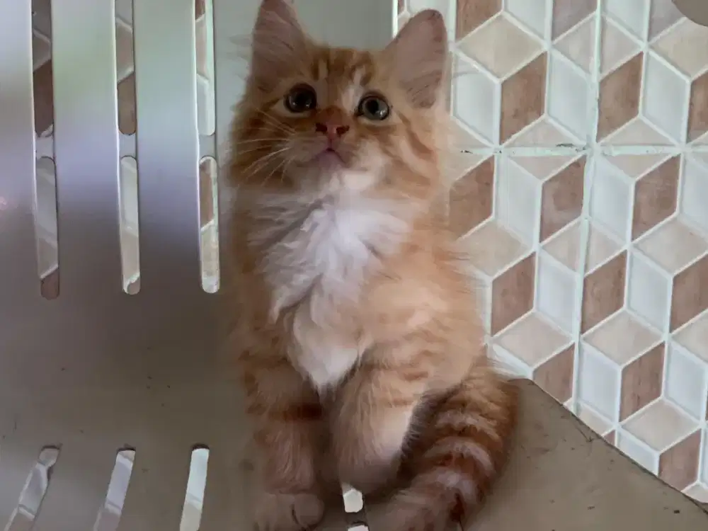 Persia kitten oyen