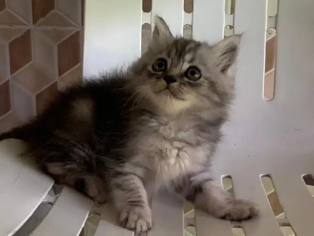 Persia kitten abu marble