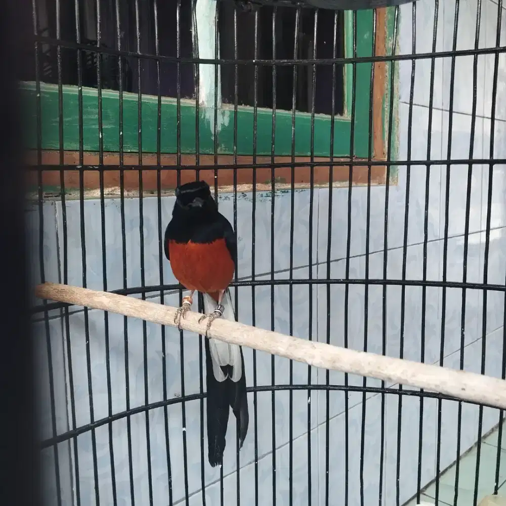 Burung murai batu