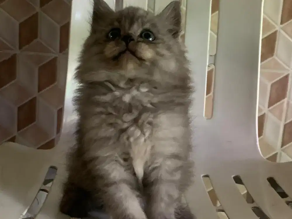 Persia kitten abu tabby