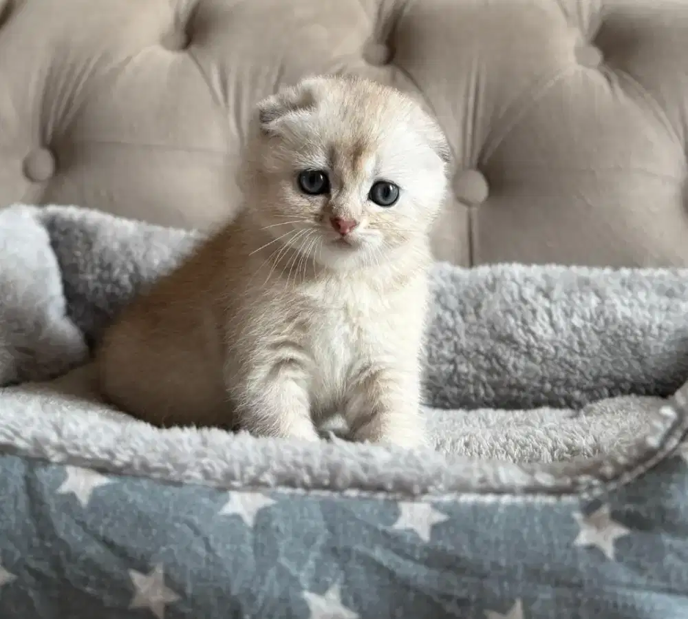 scottish fold silver jantan kitten