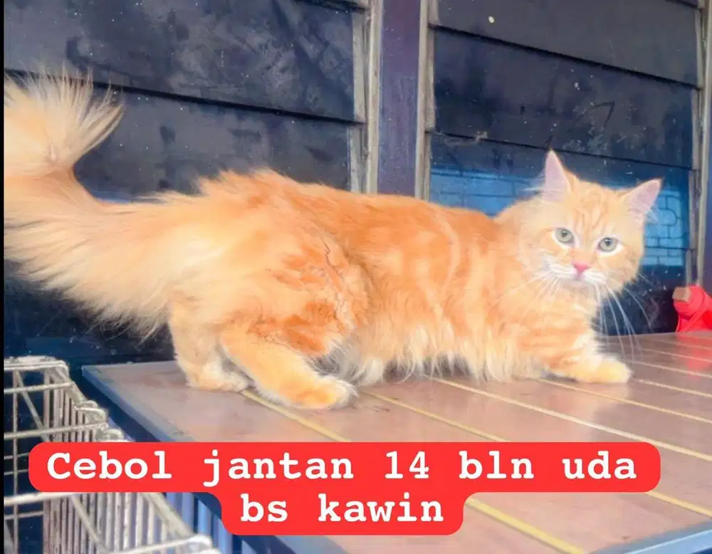 Kucing ras munckhin x persia