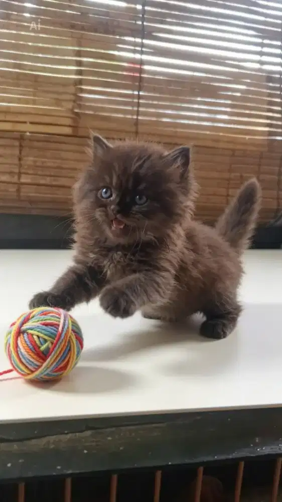 Fleatnose longhair