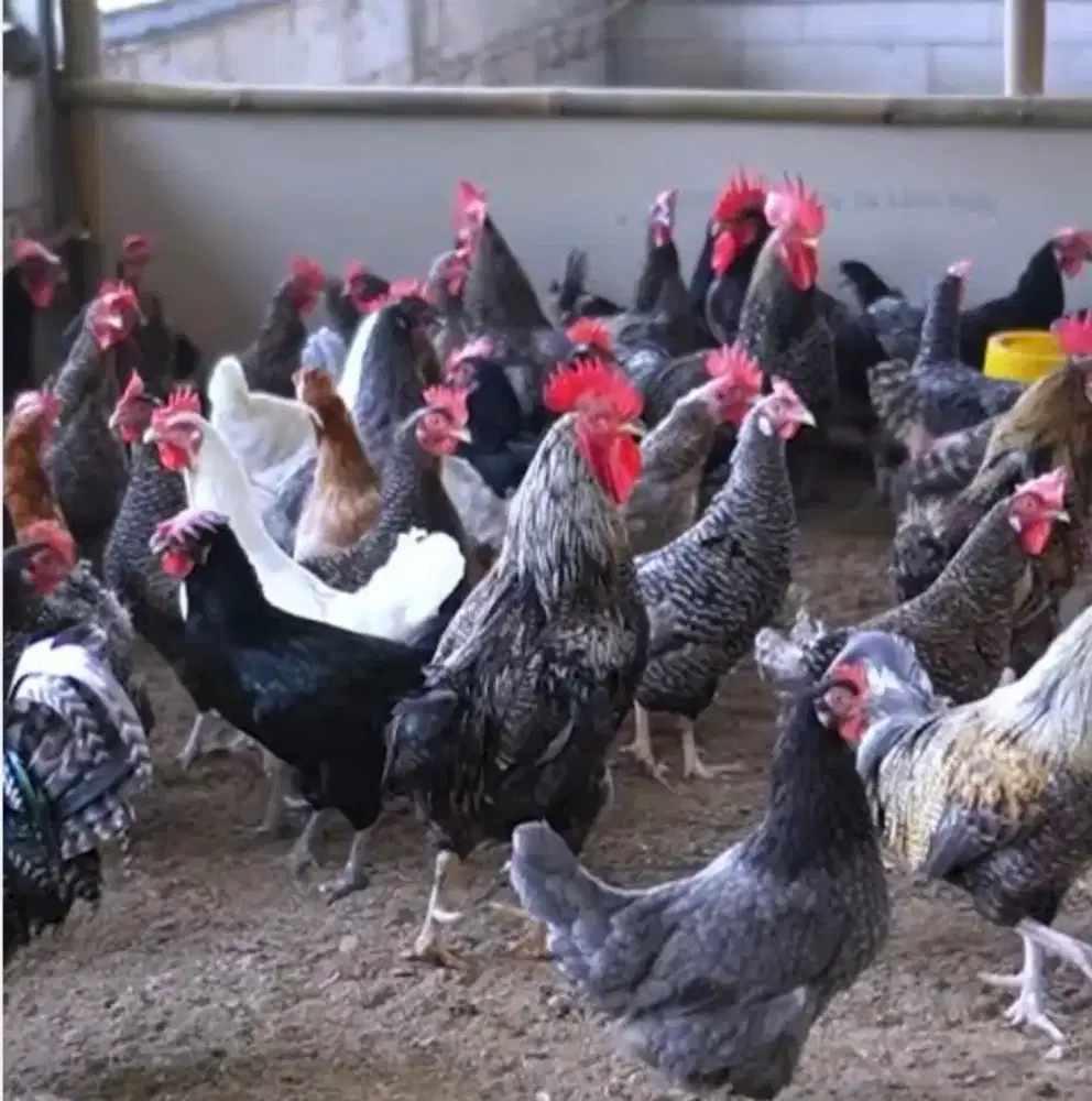 Sentra Ayam kampung