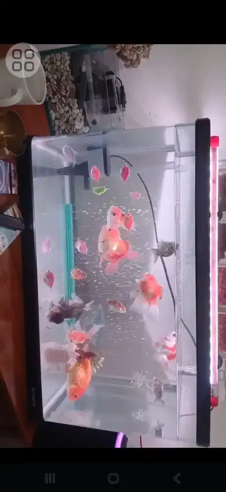 Aquarium full set