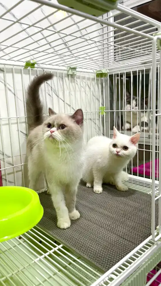 British bsh betina 1.5 tahunan