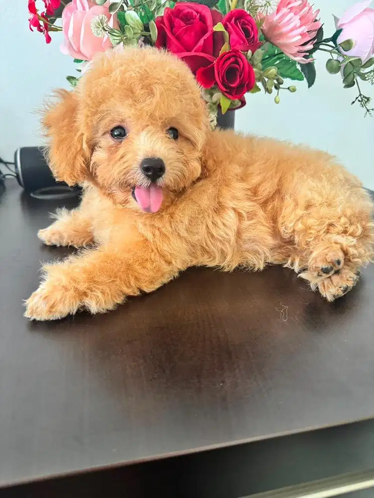 Jual anjing poodle