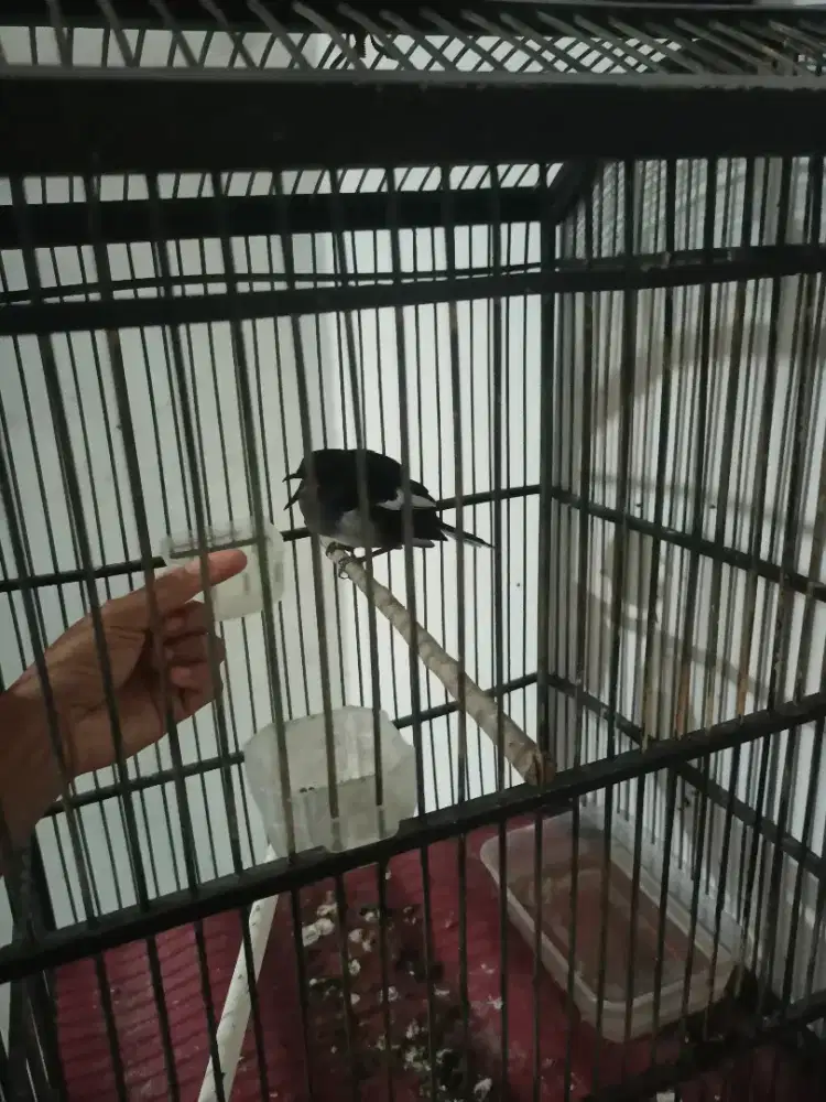 Jual burung kacer plus kandangnya