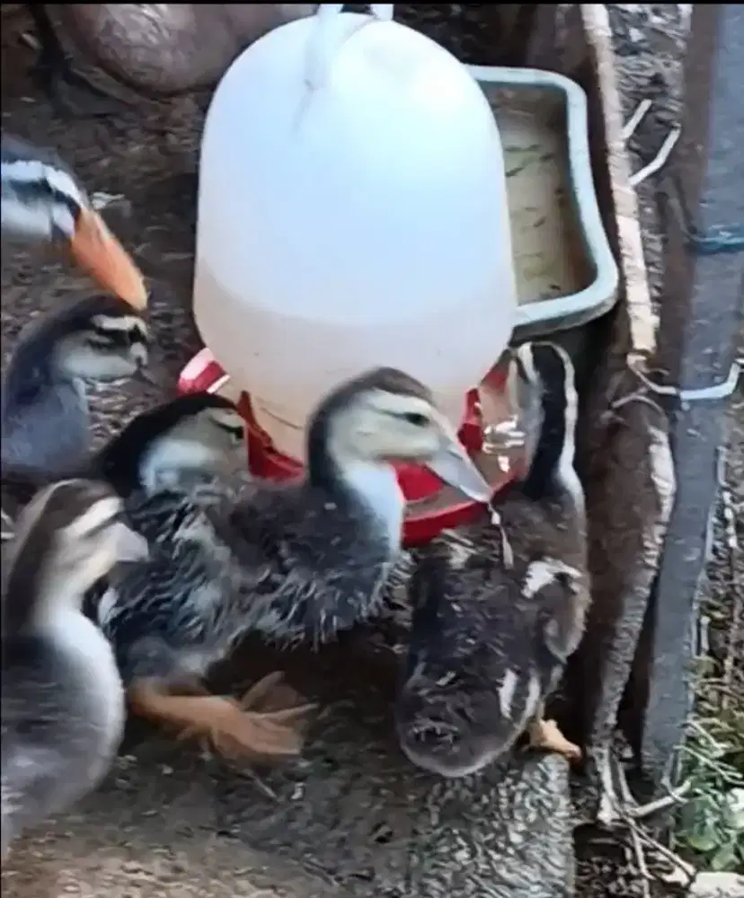 Bebek tiktok/ blengong/ serati