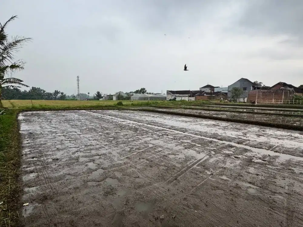Di jual,Tanah sawah strategis di Singosari Malang dengan akses dekat jalan aspal dan lingkungan berkembang.