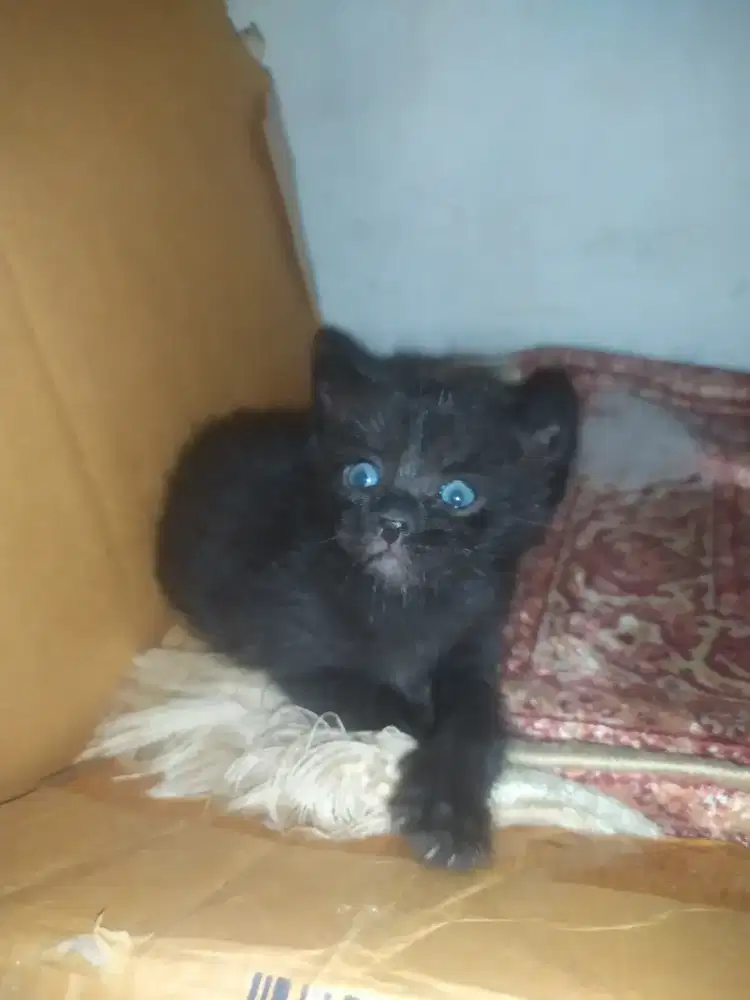 Kucing Jantan  full black