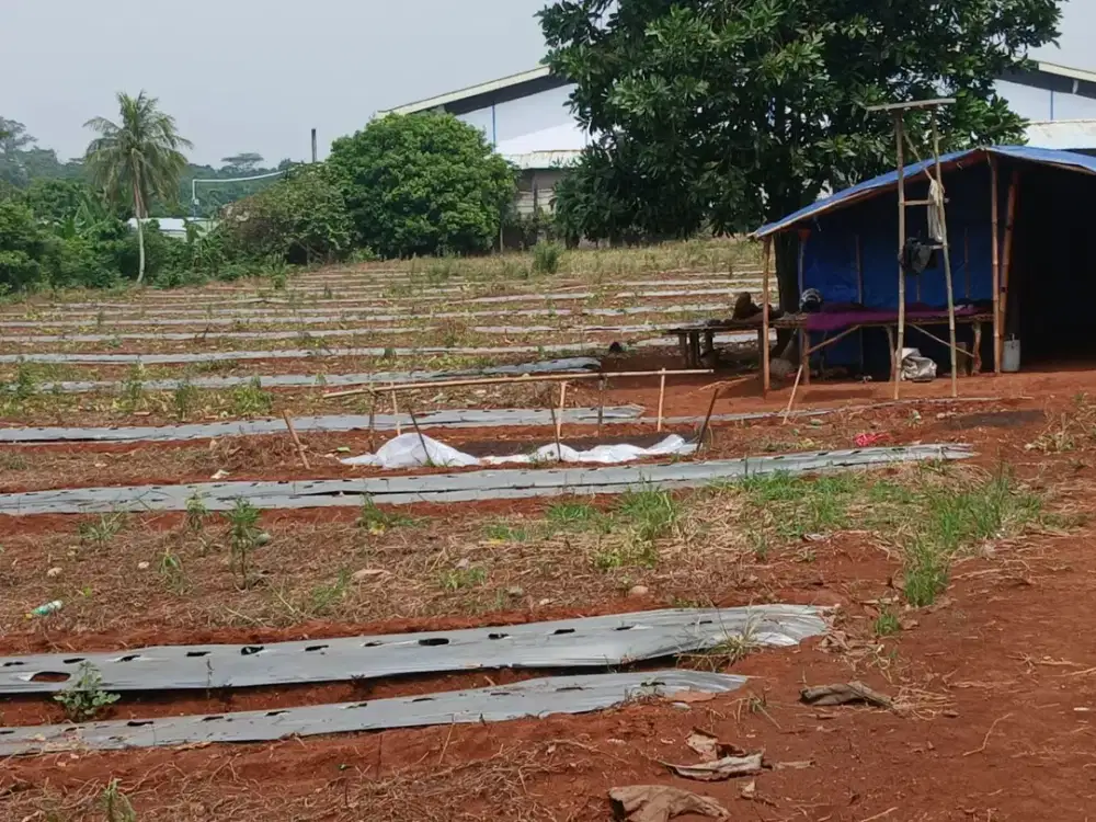 Murah Tanah dan Gudang Area Subang Purwadadi