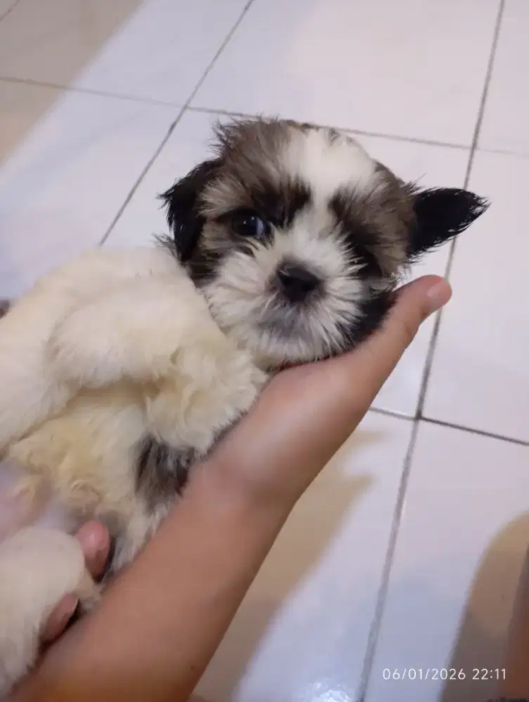 Anjing Shih Tzu Jantan Shihtzu Sitzu