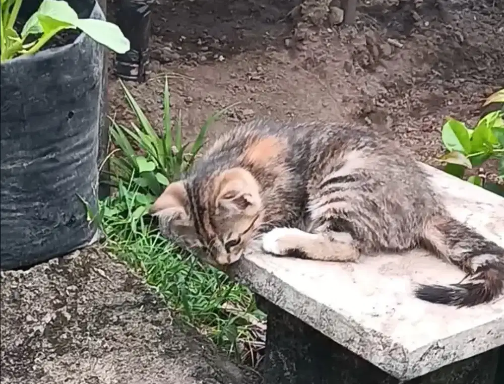 Free mixdom kucing jantan dan betina