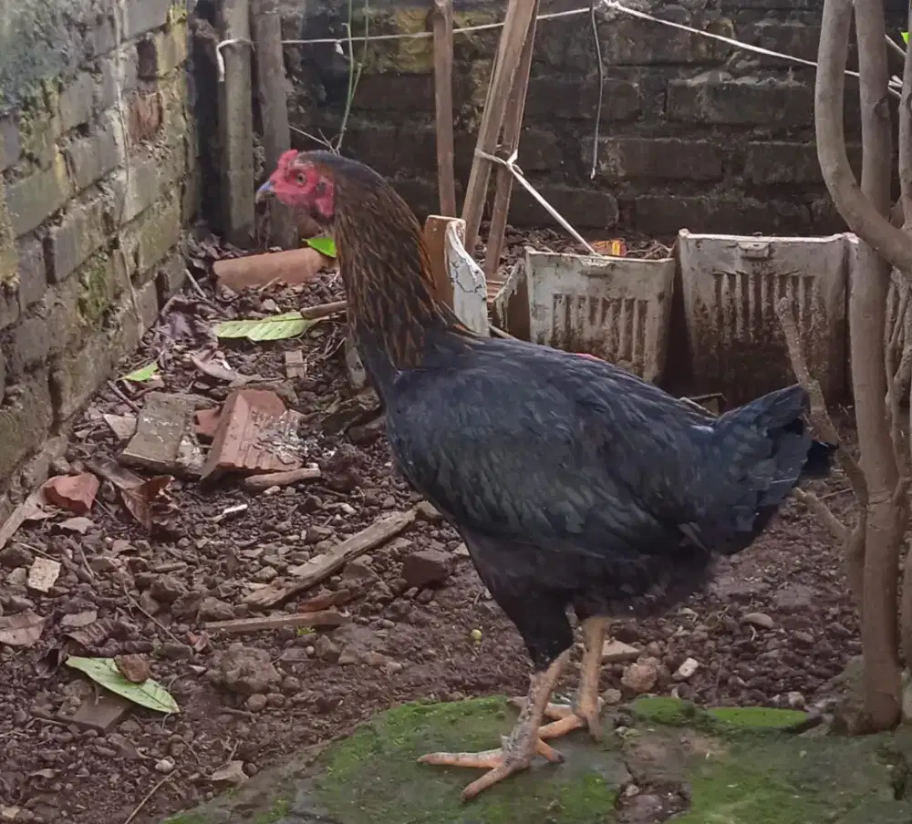 Ayam tinggi besar betina siap produksi