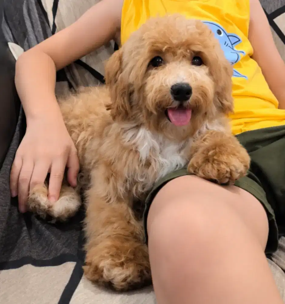 Tiny Poddle Jantan
