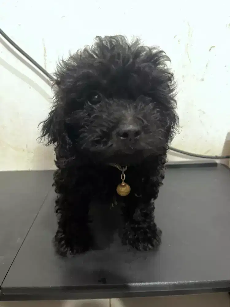 Puppies Shitzu & Poodle