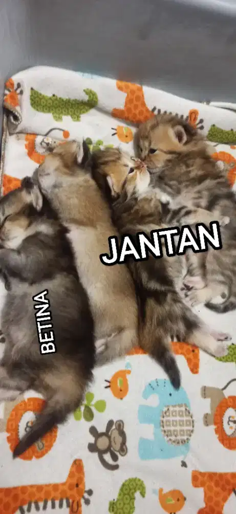 KUCING BRITISH SHORTSHAIR BSH GOLDEN