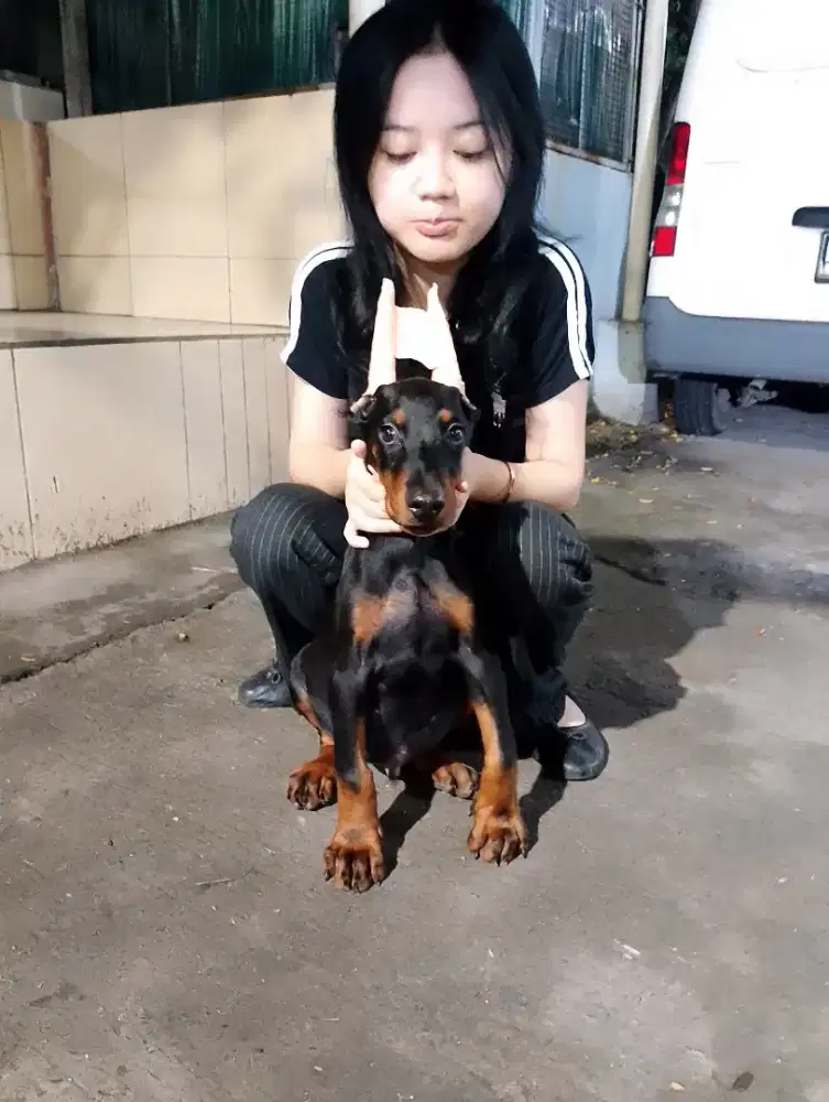 Anakan Doberman puppies 2bulan