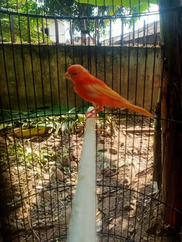 Kenari red intensiv jntan receh