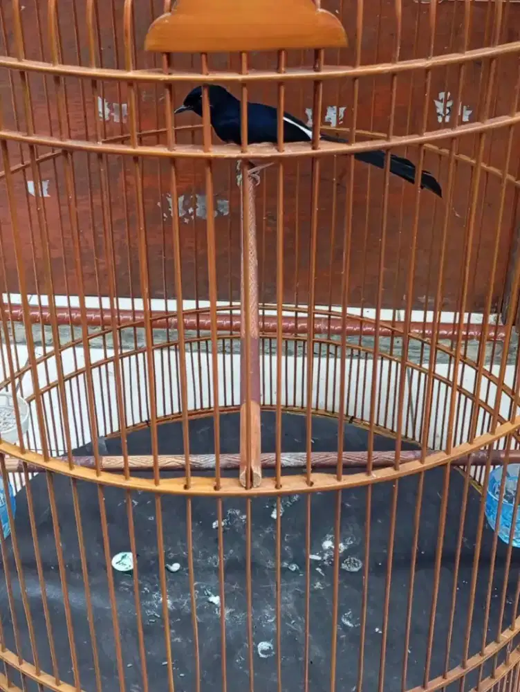 Murai trah bahorok