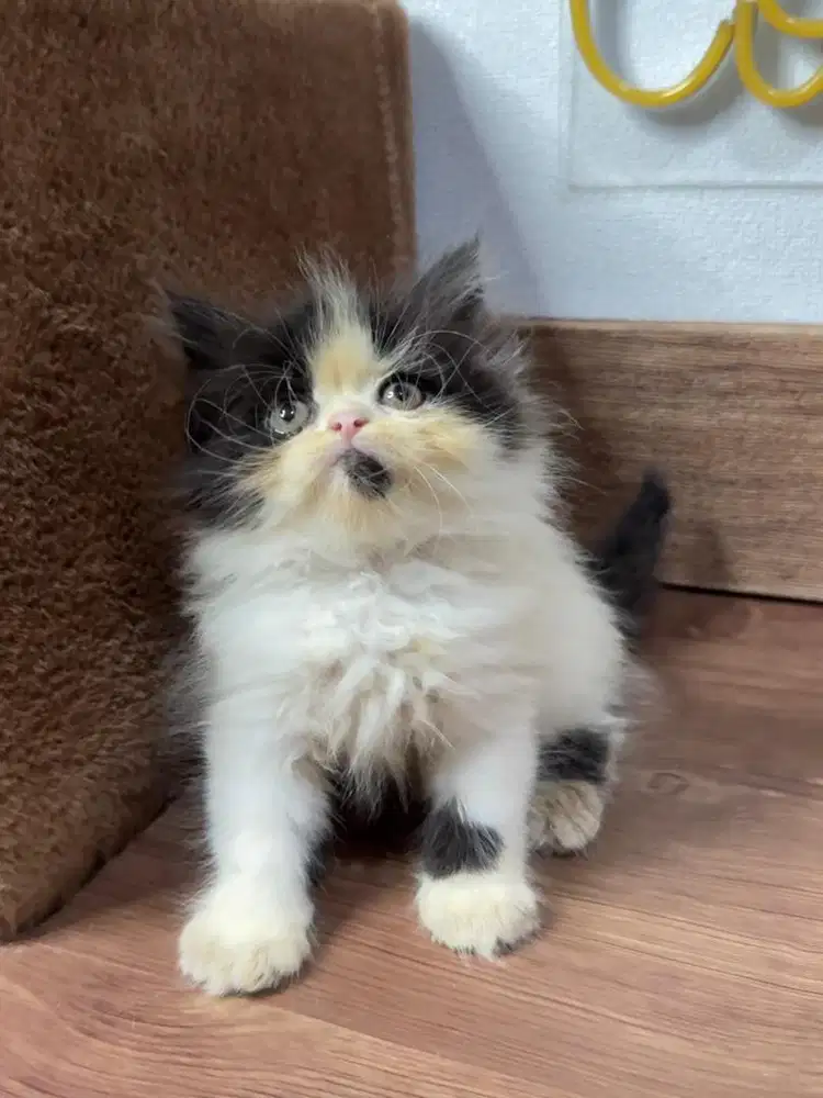 Kitten Kucing Persia